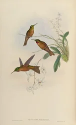 Phaiolaema rubinoides = Heliodoxa rubinoides